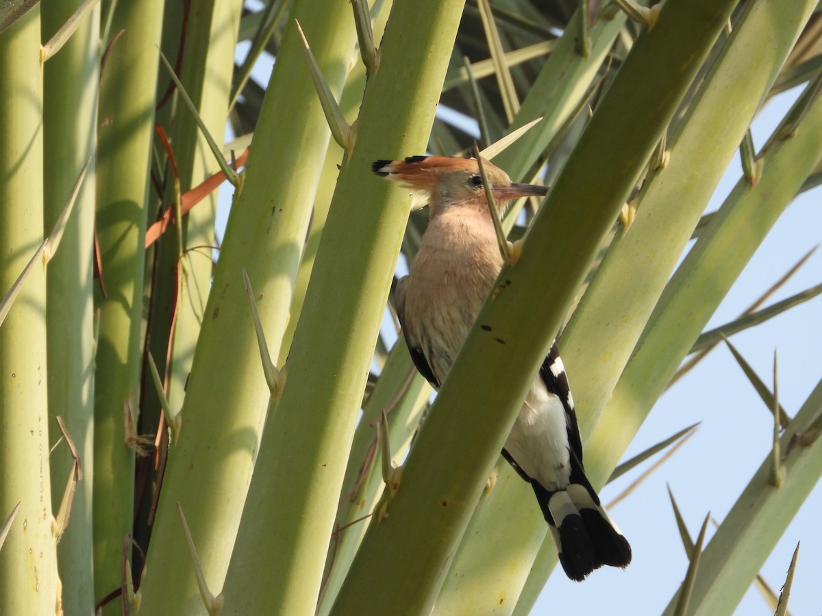 Common Hoopoe - ML646567348