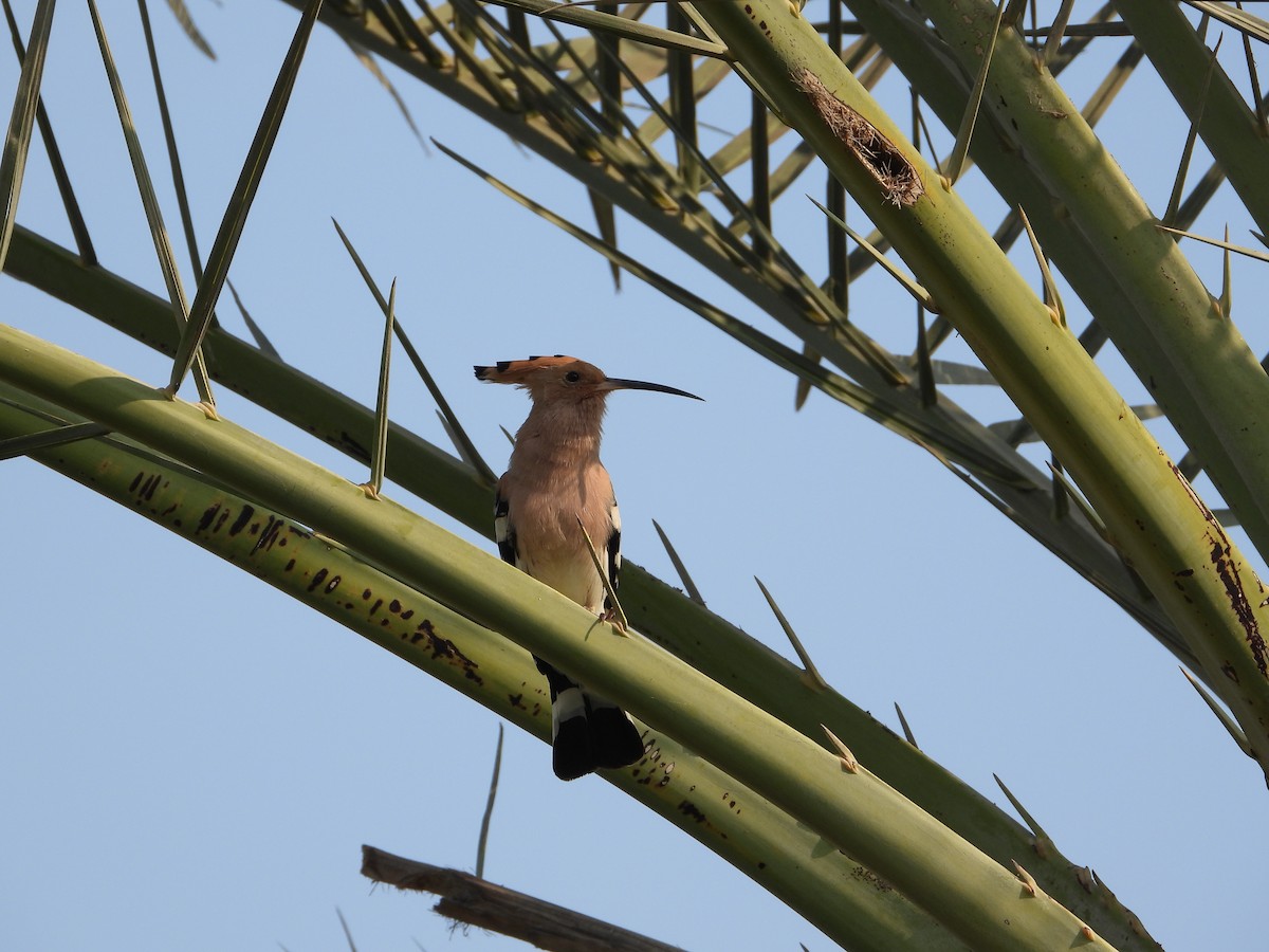 Common Hoopoe - ML646567349