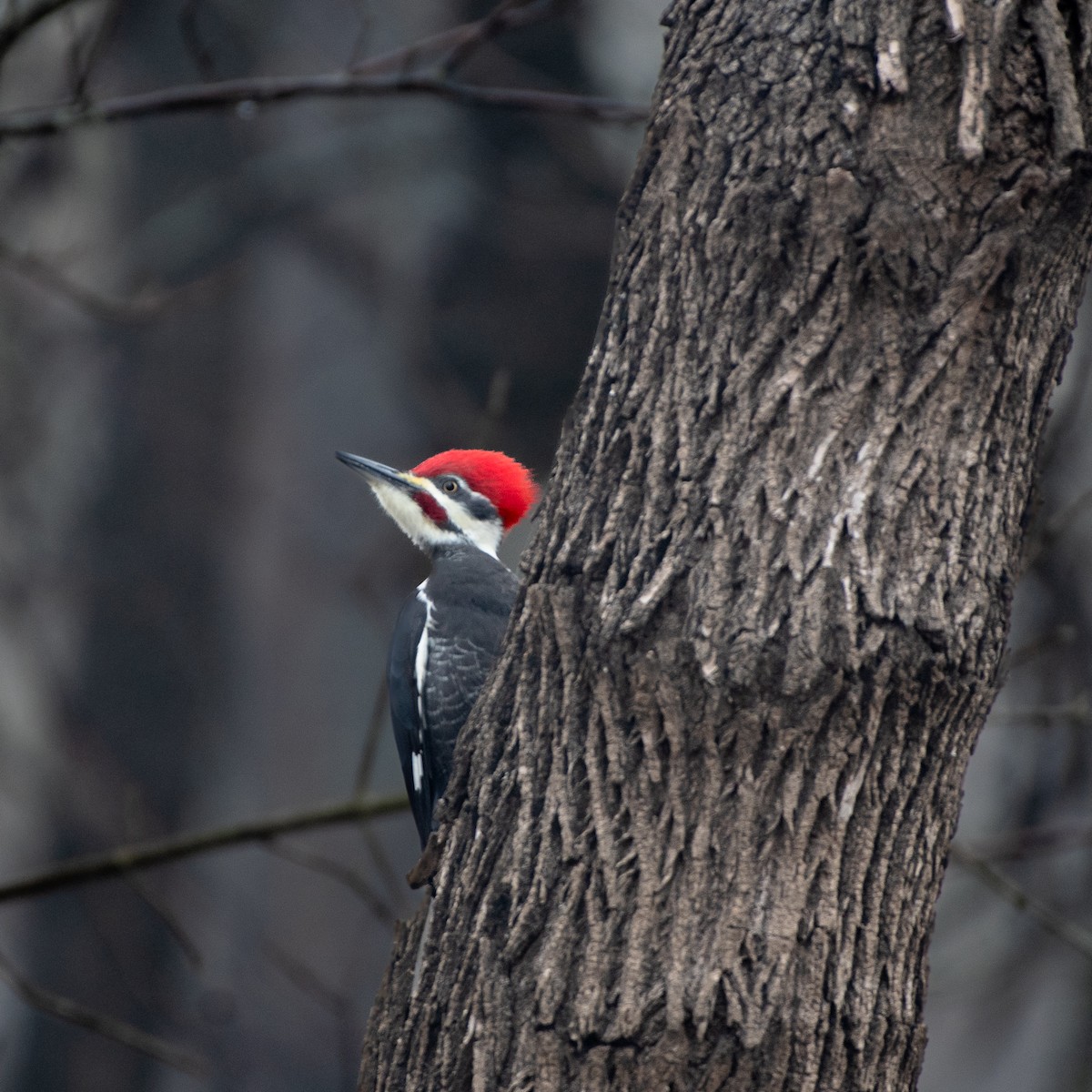 Pileated Woodpecker - ML646567351