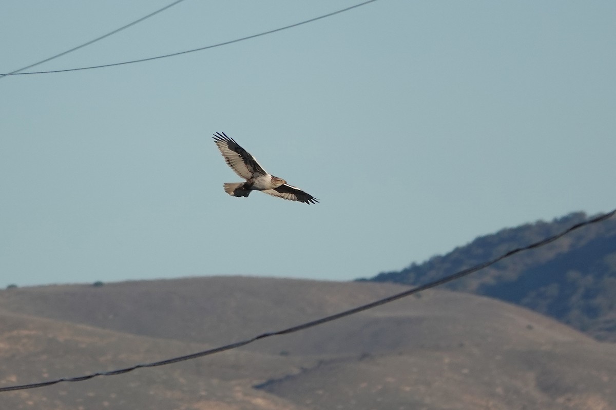 Ferruginous Hawk - ML646567353