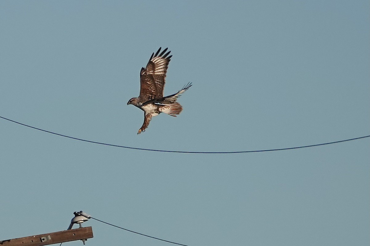 Ferruginous Hawk - ML646567354