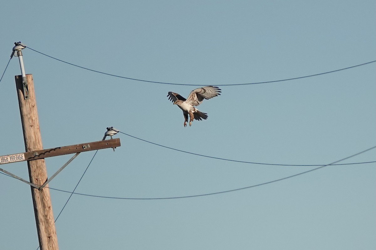 Ferruginous Hawk - ML646567355