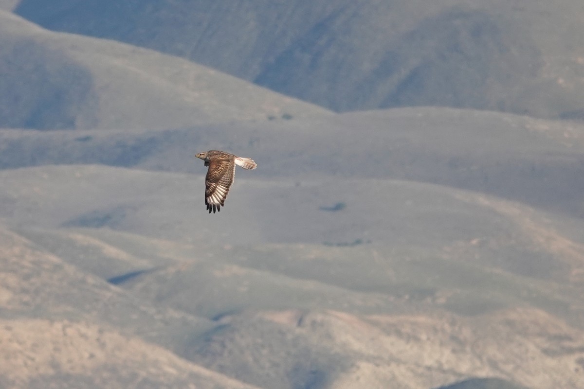 Ferruginous Hawk - ML646567356
