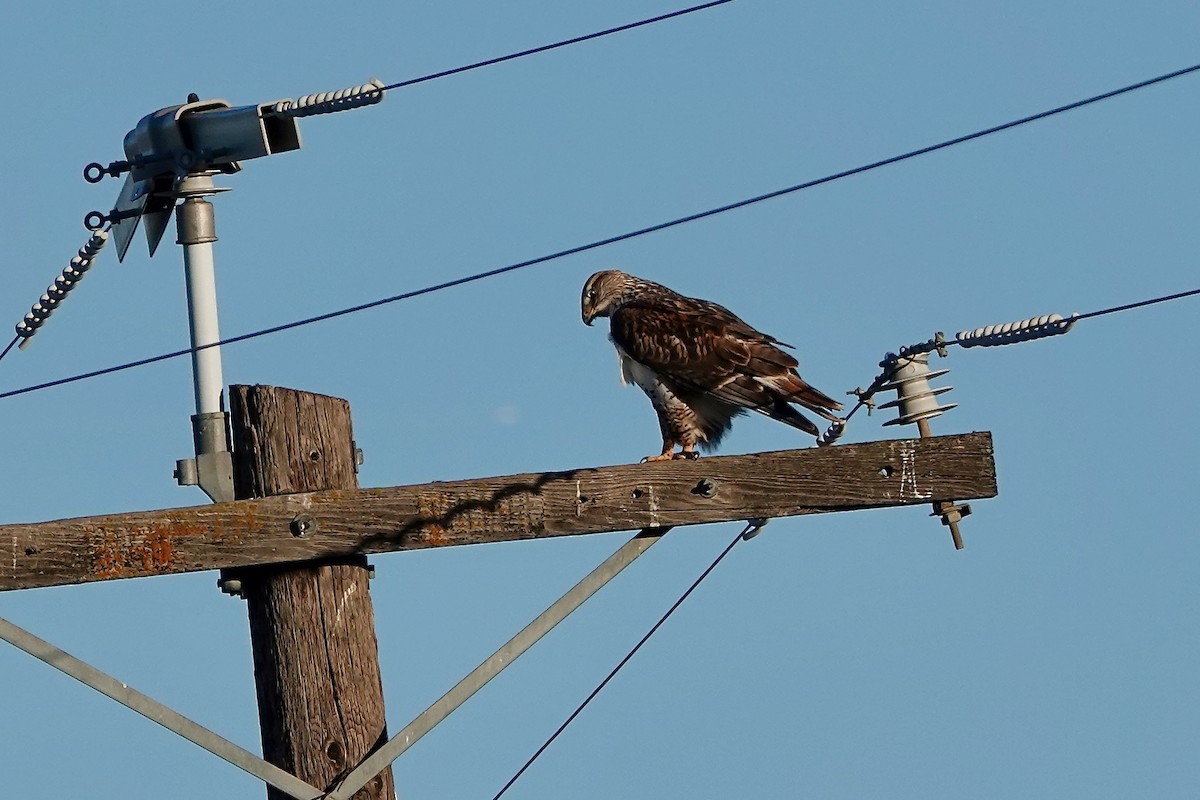 Ferruginous Hawk - ML646567357