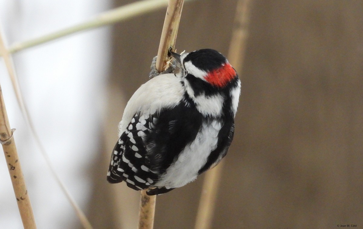 Downy Woodpecker - ML646567358