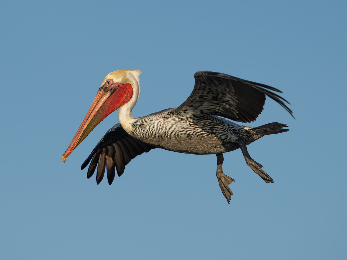 Brown Pelican - ML646567359