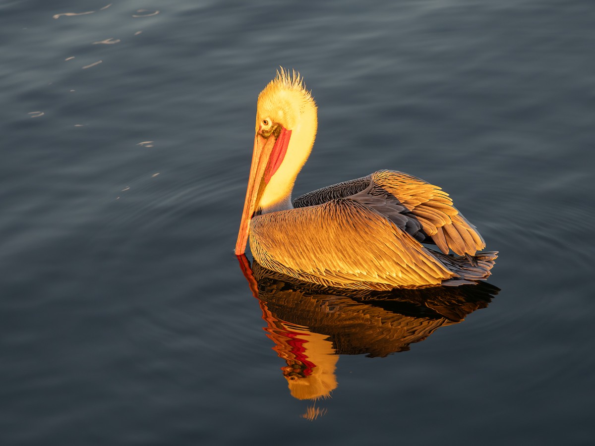 Brown Pelican - ML646567360