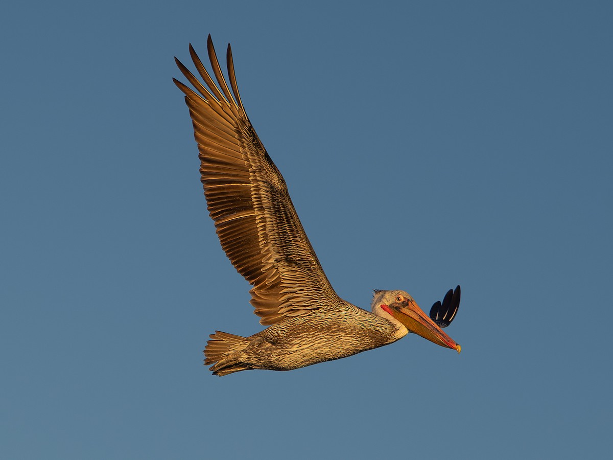 Brown Pelican - ML646567361