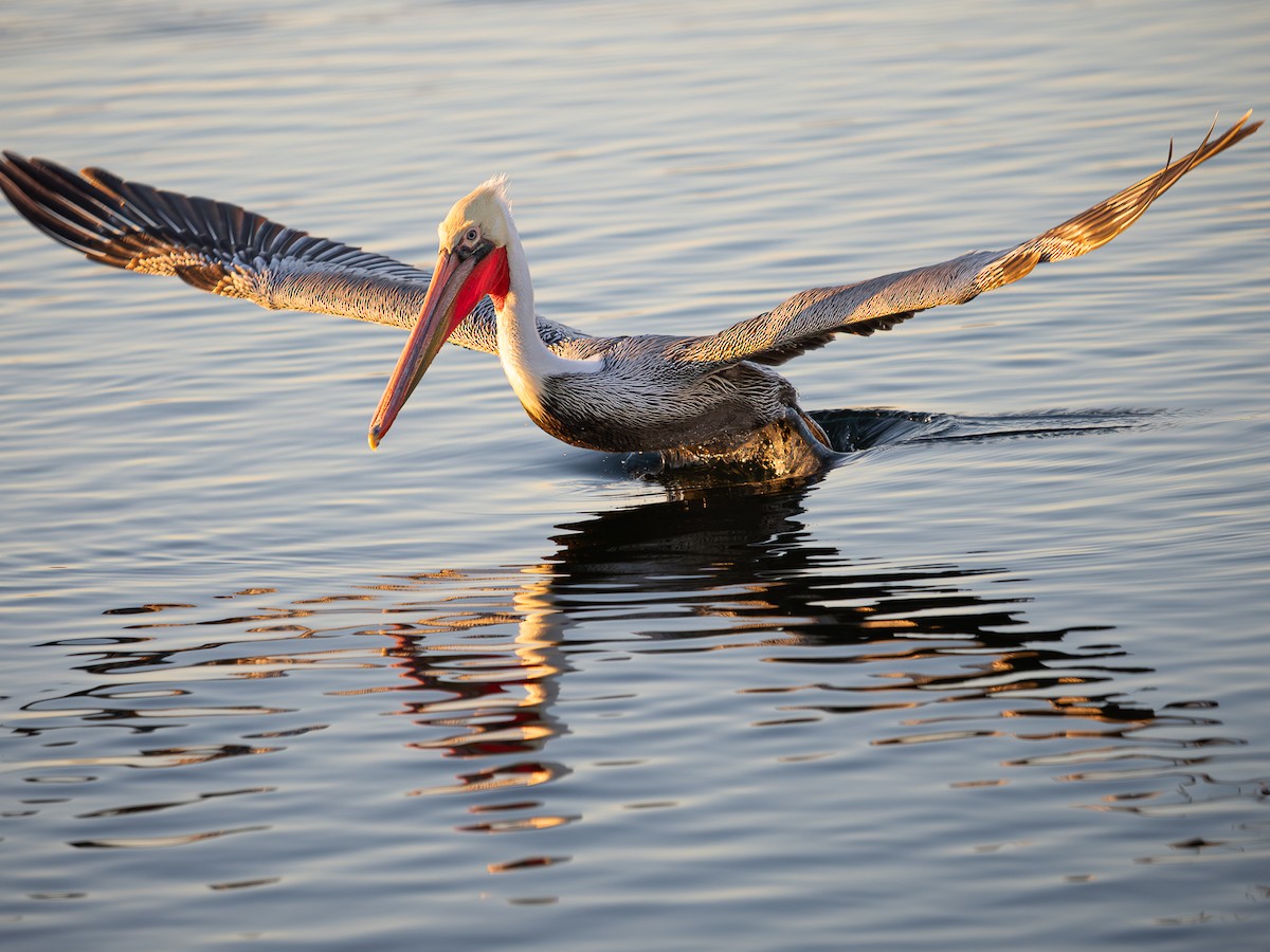 Brown Pelican - ML646567362