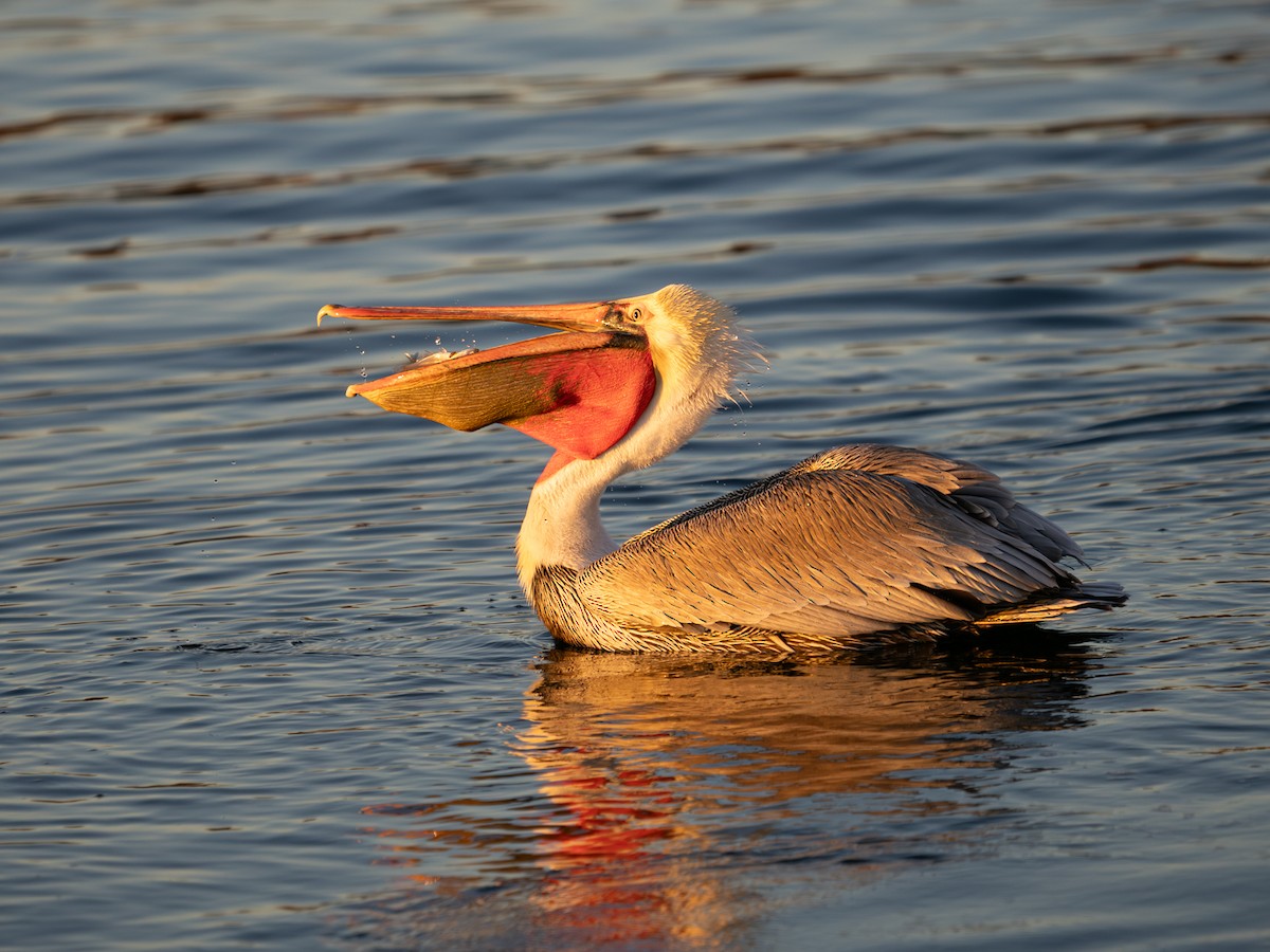 Brown Pelican - ML646567363