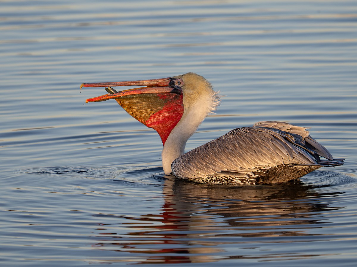 Brown Pelican - ML646567364