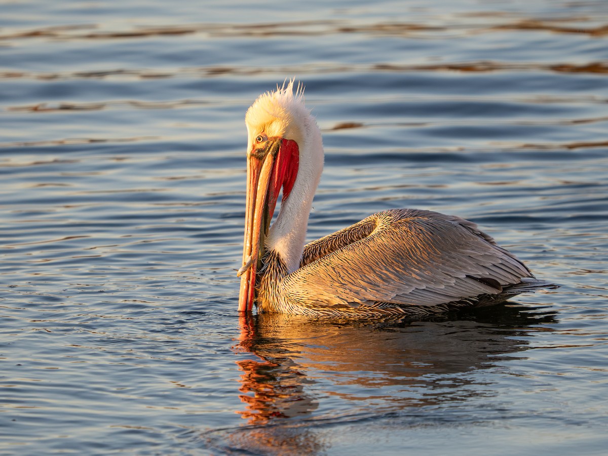 Brown Pelican - ML646567365
