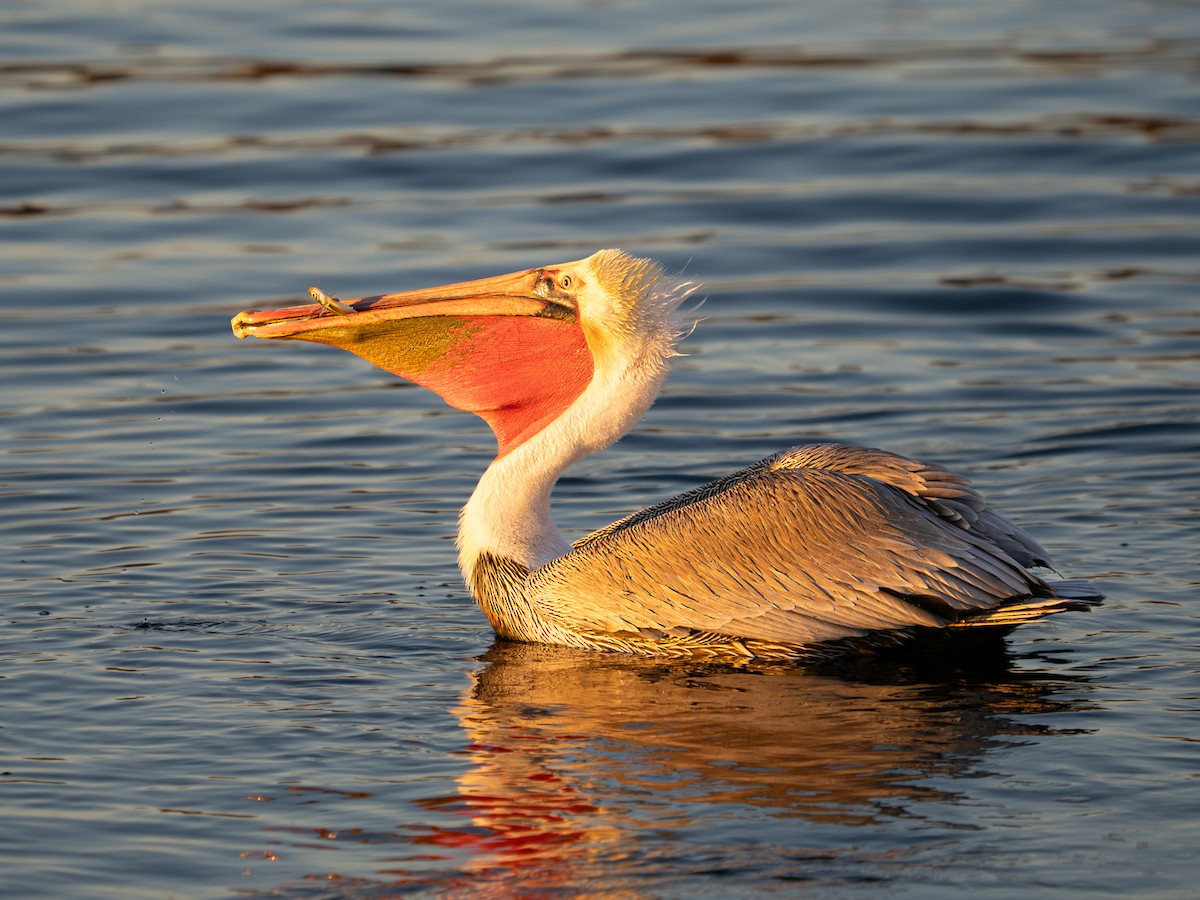 Brown Pelican - ML646567366