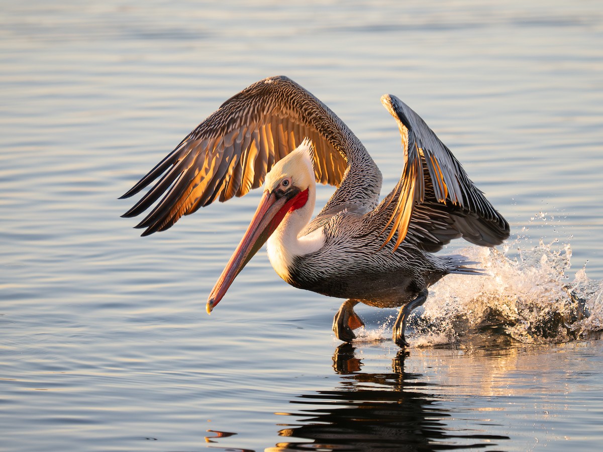 Brown Pelican - ML646567367