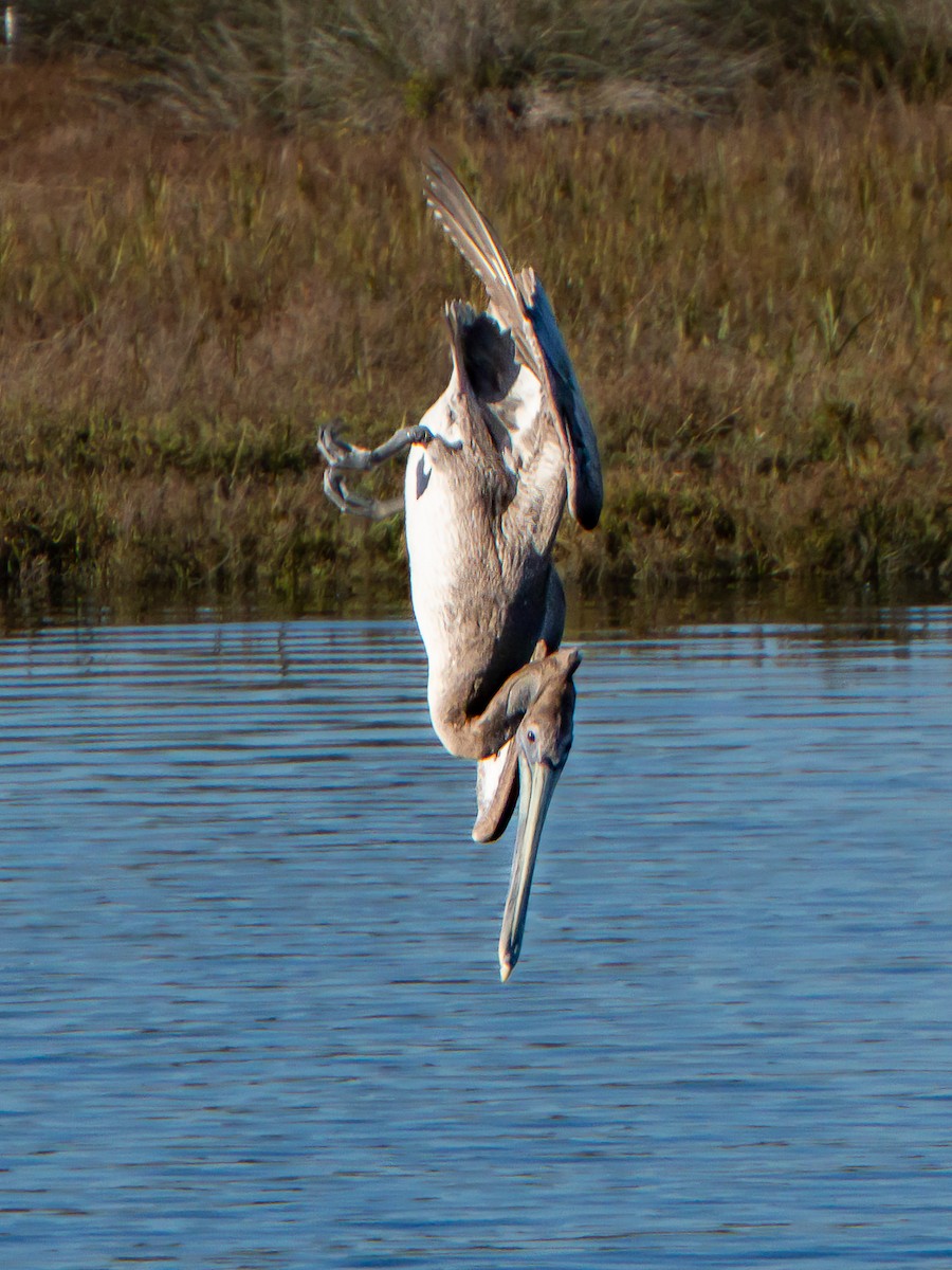 Brown Pelican - ML646567368