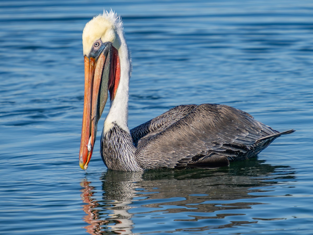 Brown Pelican - ML646567369