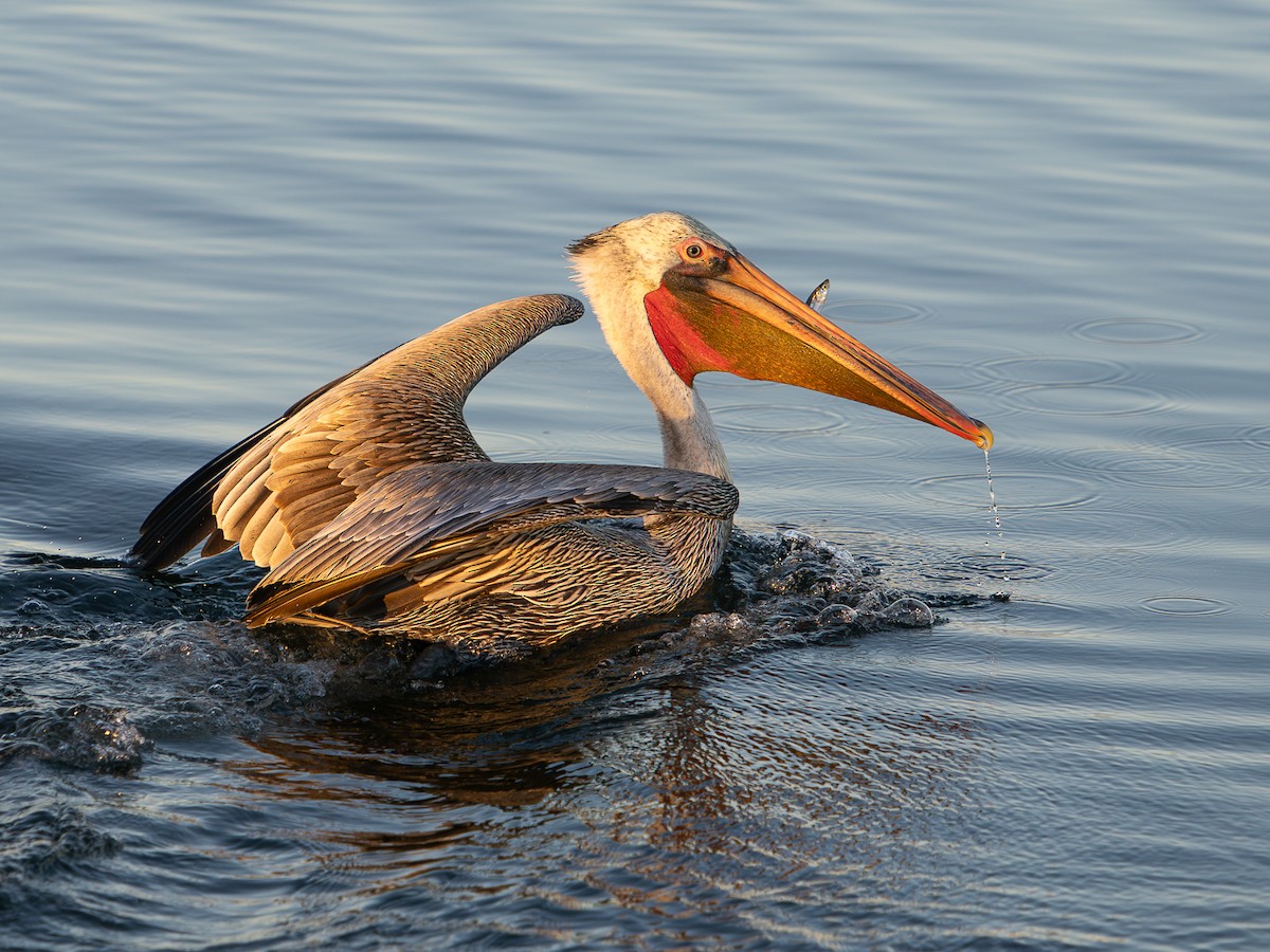 Brown Pelican - ML646567370