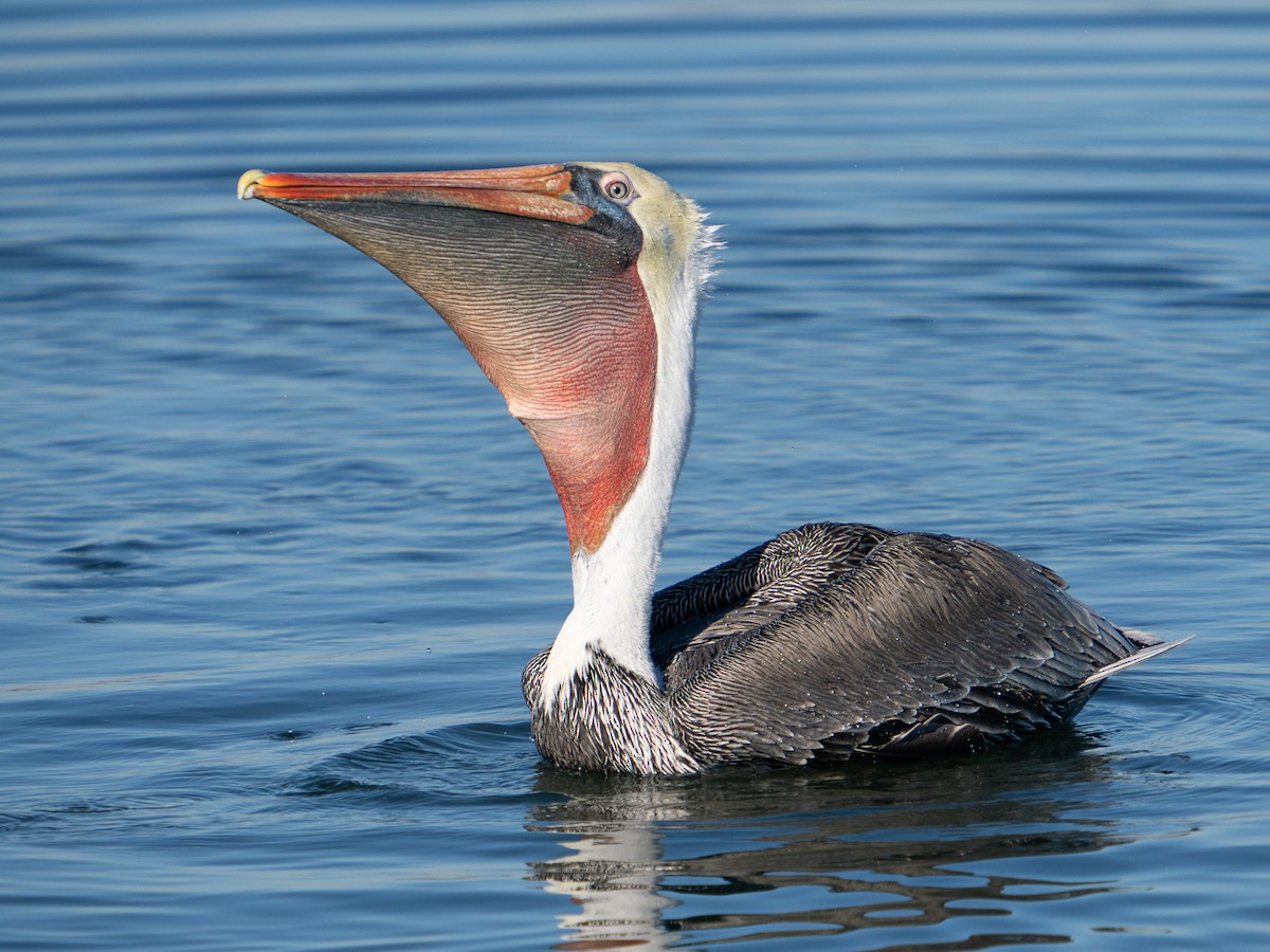 Brown Pelican - ML646567371