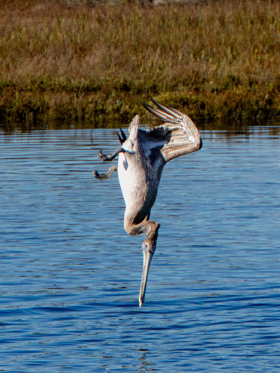 Brown Pelican - ML646567372