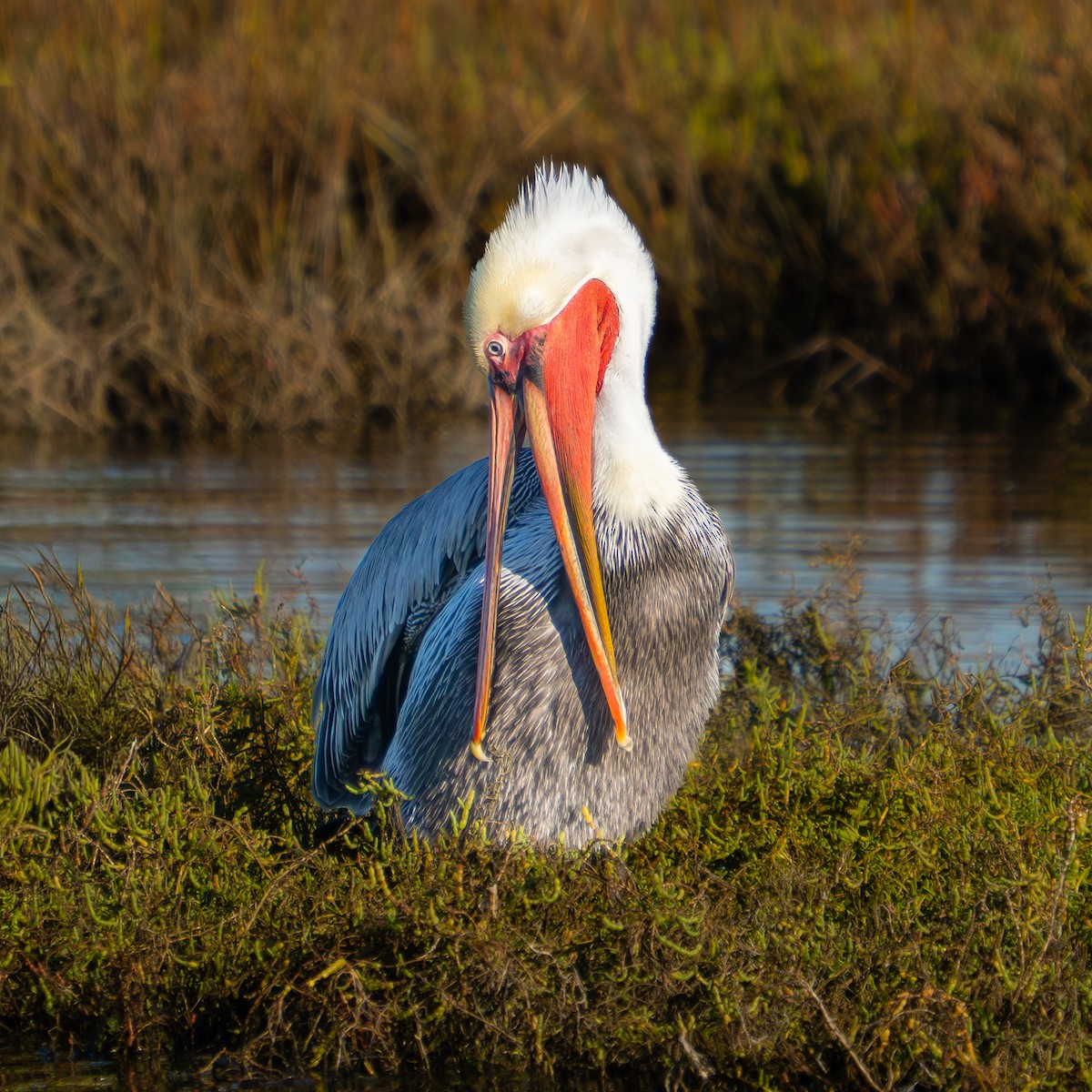 Brown Pelican - ML646567373