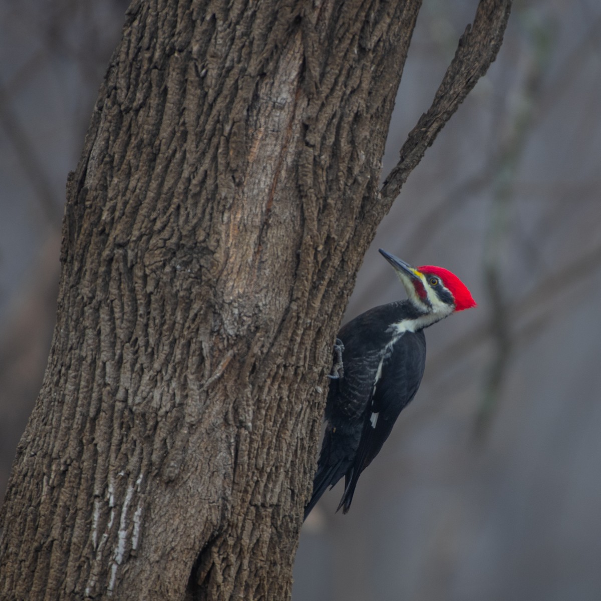 Pileated Woodpecker - ML646567374