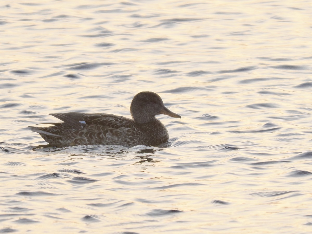 Gadwall - ML646567384