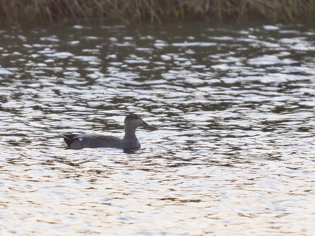 Gadwall - ML646567385