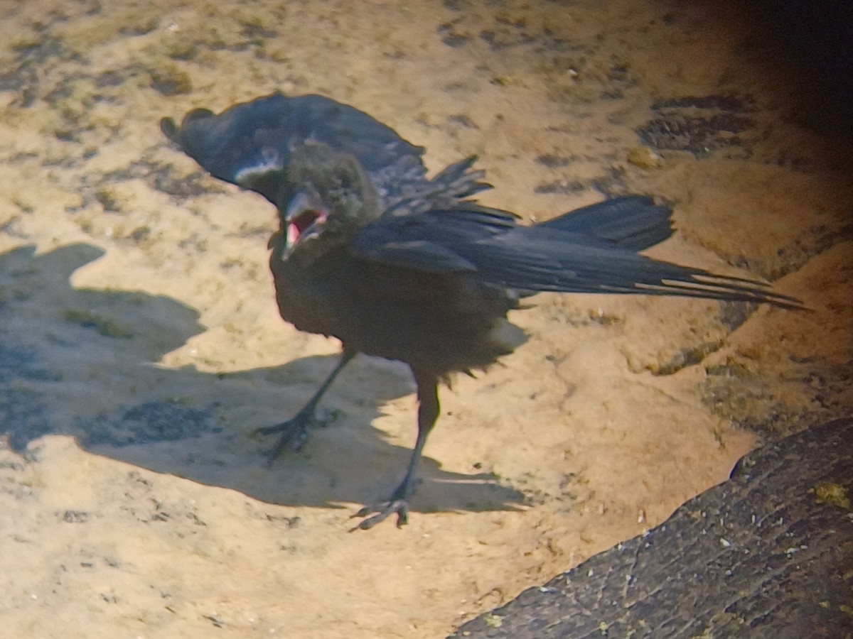 Australian Raven - ML646567387