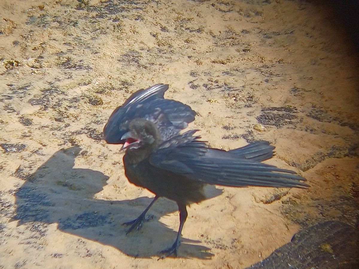 Australian Raven - ML646567388