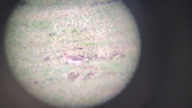 Txirritxo ekialdetarra - ML646567389