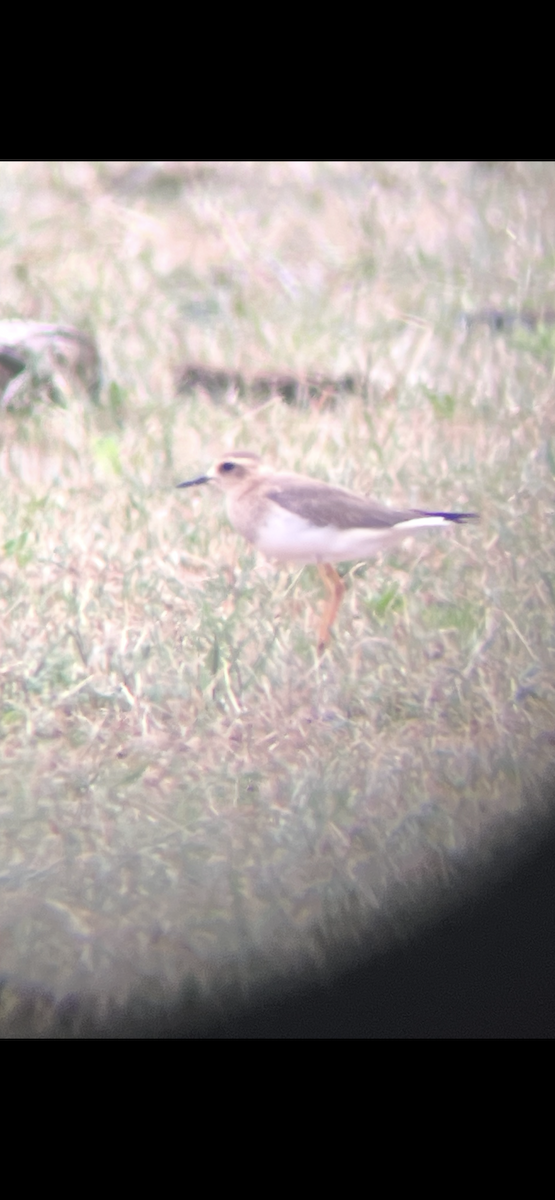 Oriental Plover - ML646567390