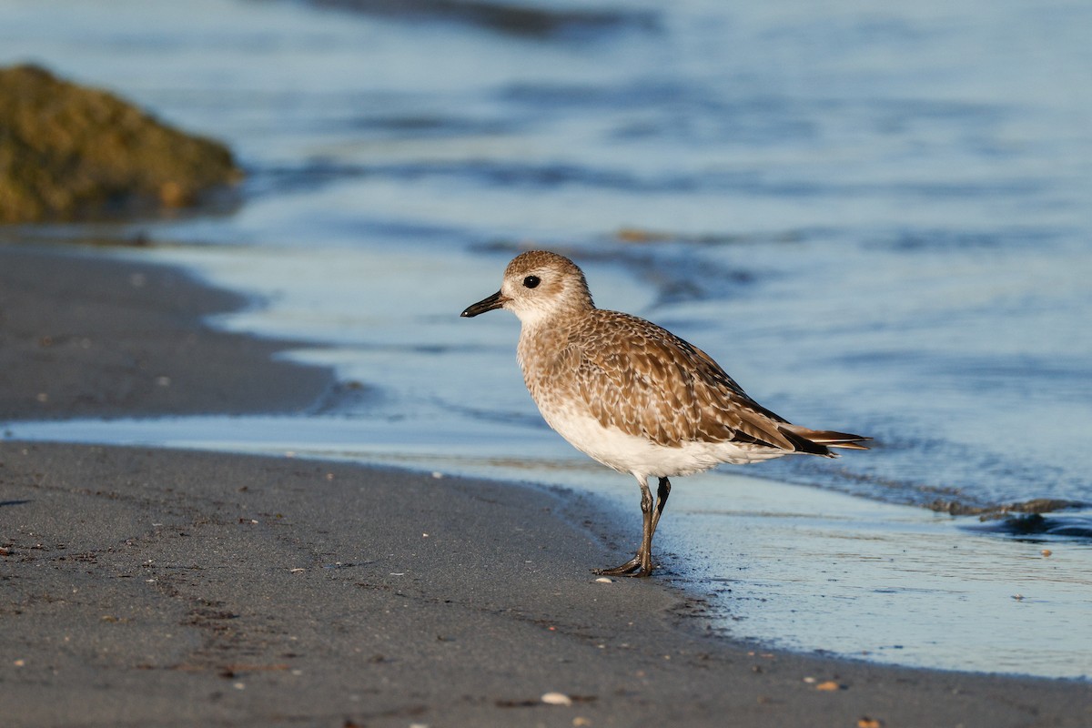 Black-bellied Plover - ML646567402