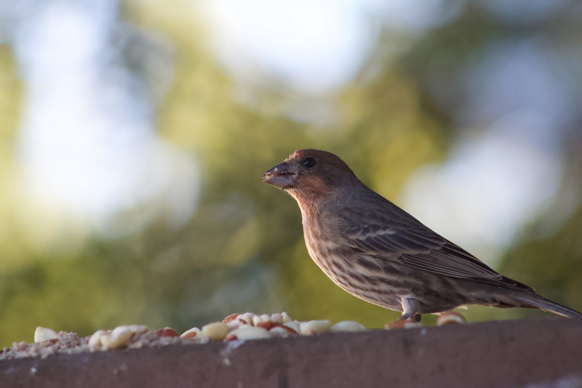 Чечевиця садова - ML646567403