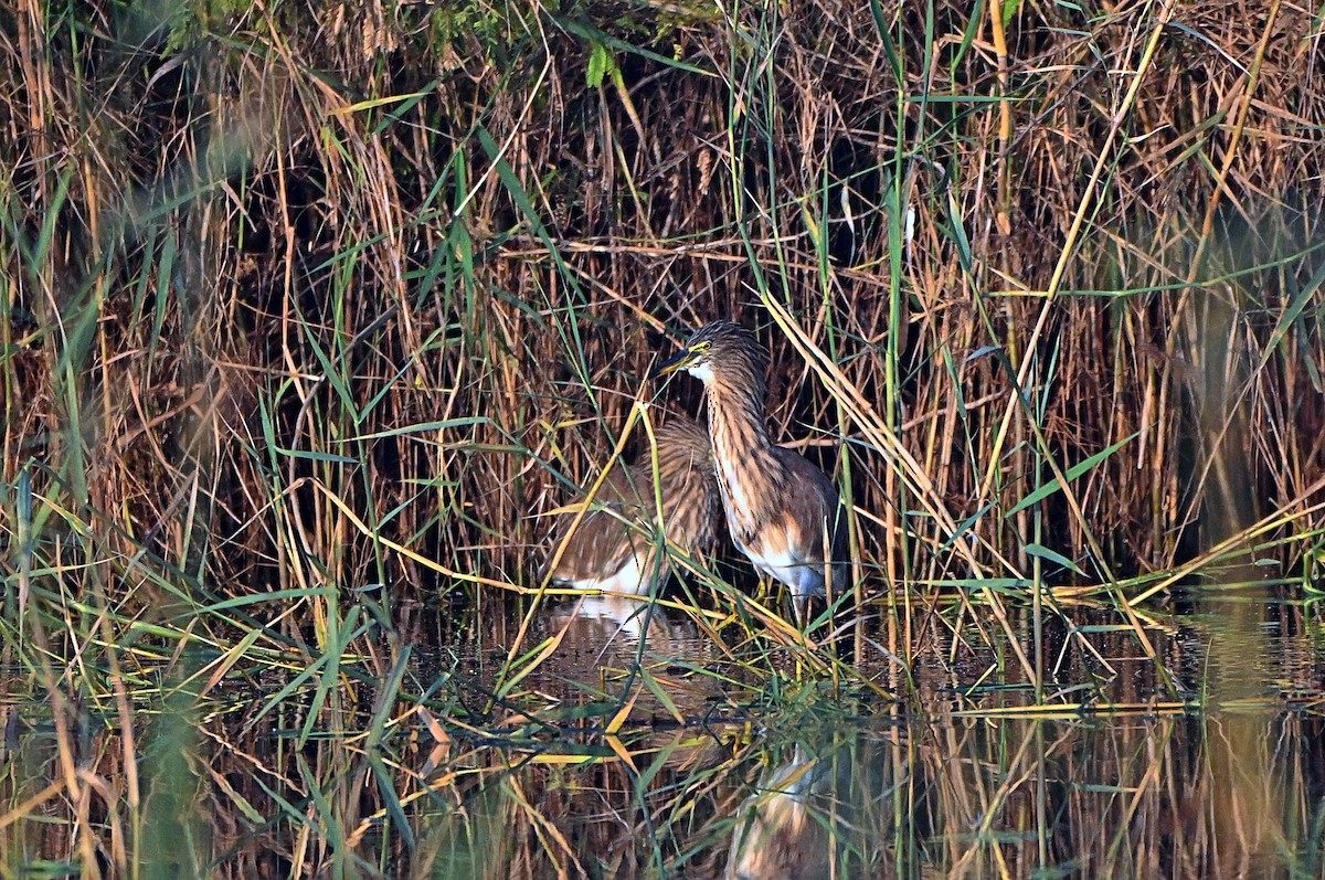 Индийская прудовая цапля - ML646567405