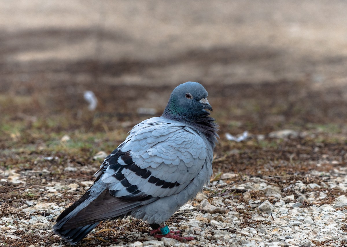 Rock Pigeon (Feral Pigeon) - ML646567406