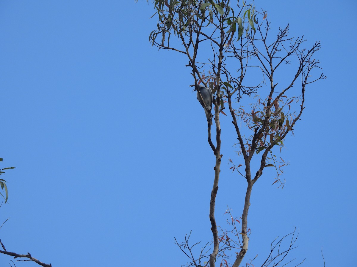 Black-faced Cuckooshrike - ML646567408