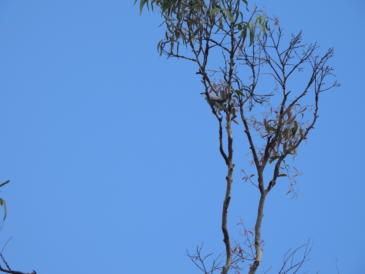 Black-faced Cuckooshrike - ML646567409