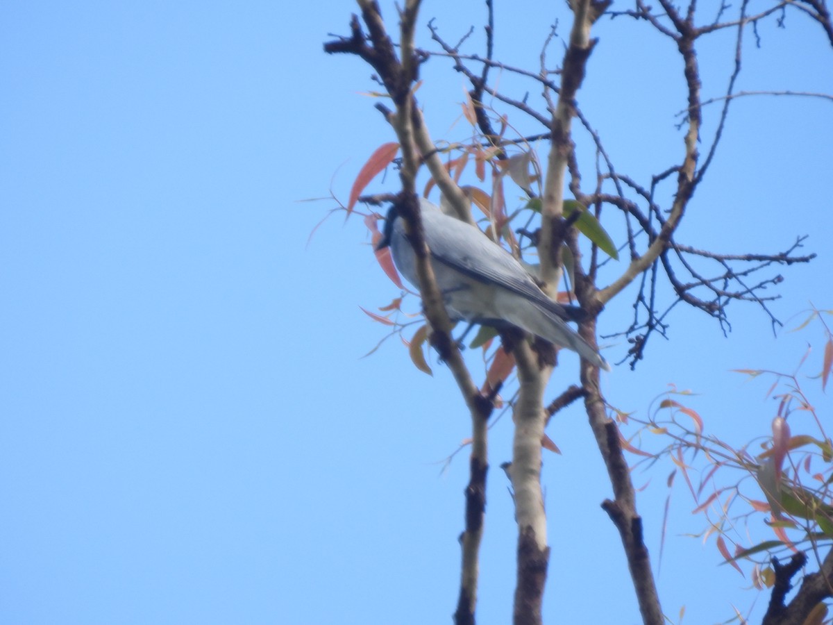 Black-faced Cuckooshrike - ML646567410