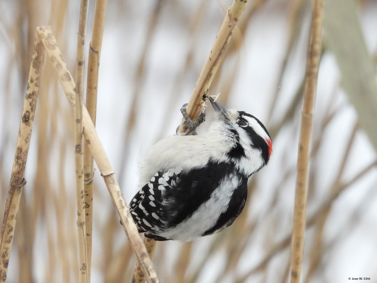 Downy Woodpecker - ML646567411