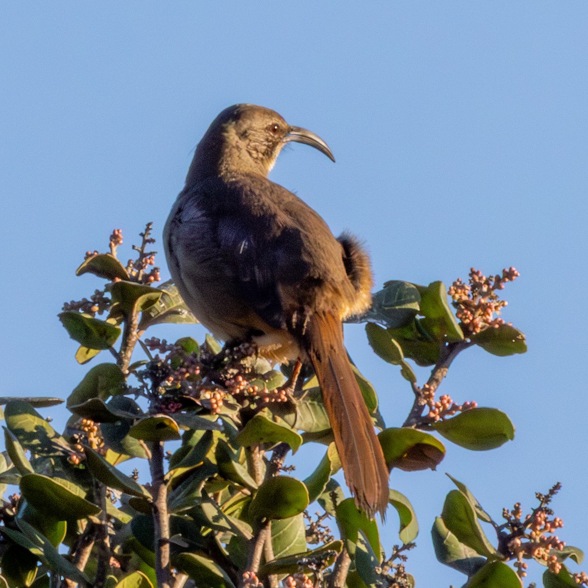 California Thrasher - ML646567412