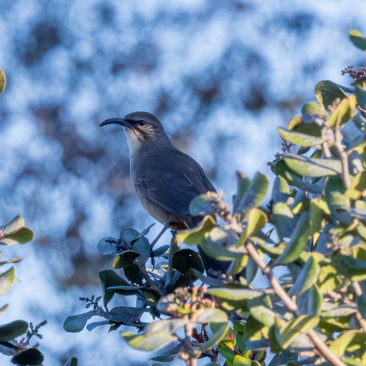 California Thrasher - ML646567413