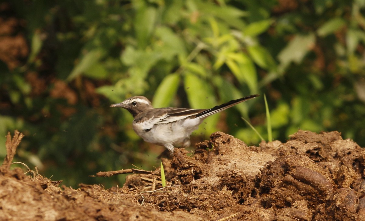 skjæreerle - ML646567414