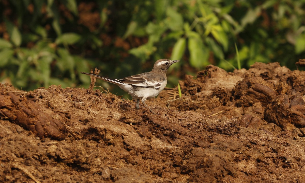 skjæreerle - ML646567415