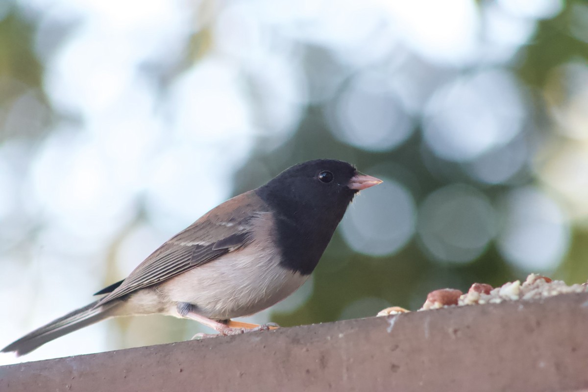 Dark-eyed Junco - ML646567416