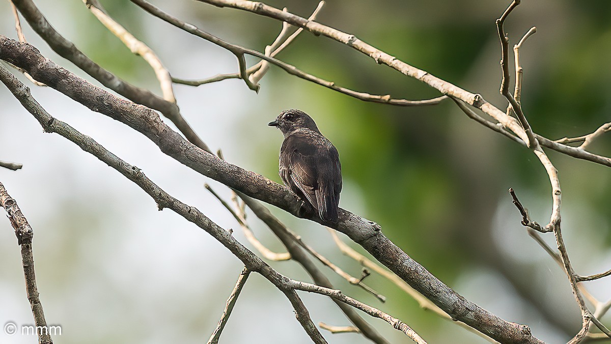 Ussher's Flycatcher - ML646567417
