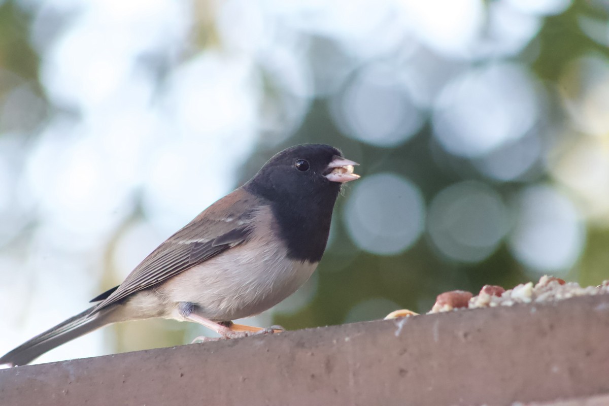Dark-eyed Junco - ML646567418