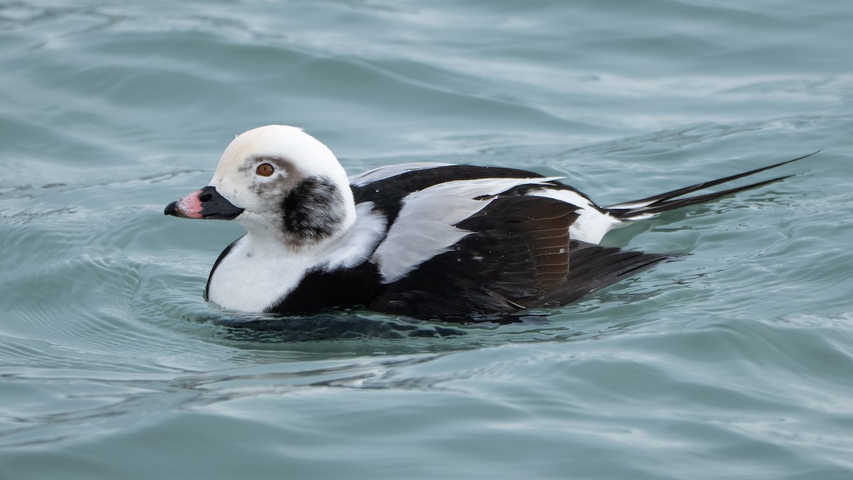 Long-tailed Duck - ML646567420