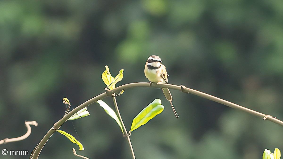 White-throated Bee-eater - ML646567425