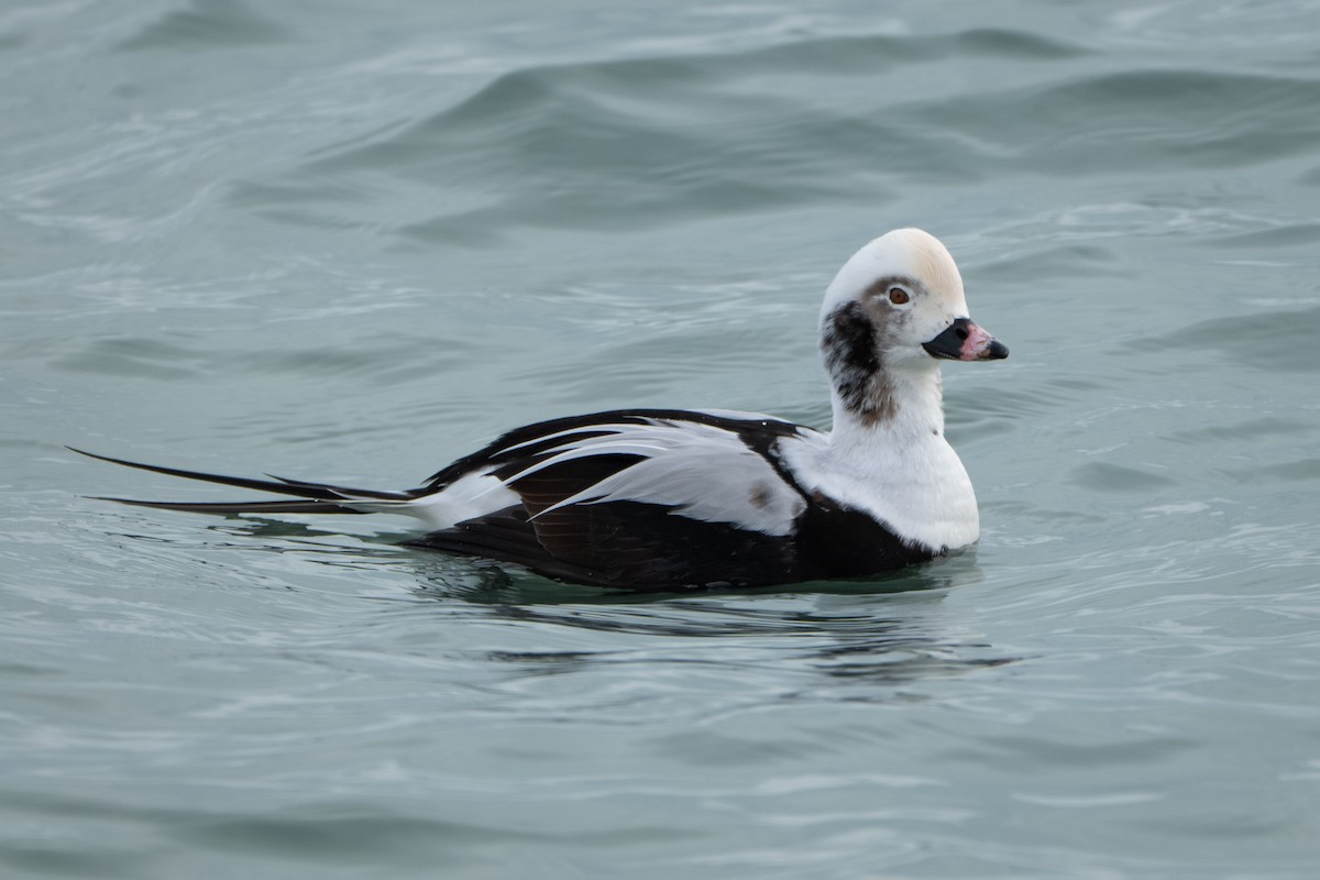 Long-tailed Duck - ML646567426