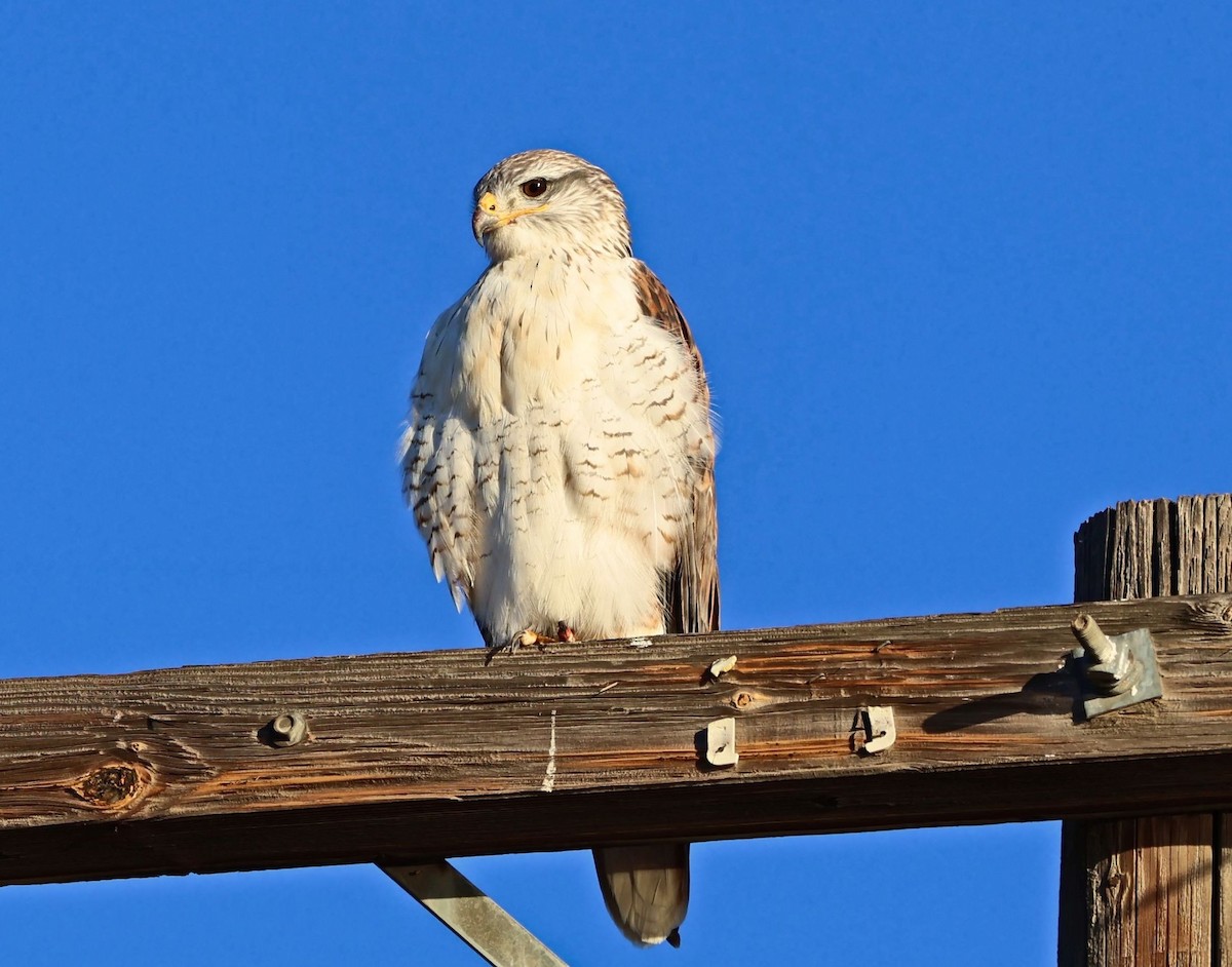 Busardo Herrumbroso - ML646567427